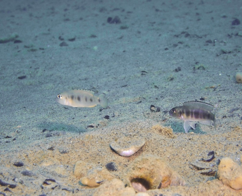 Lepidiolamprologus sp. 'meeli-boulengeri' Isanga Bay